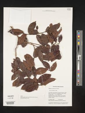 Symplocos guianensis image