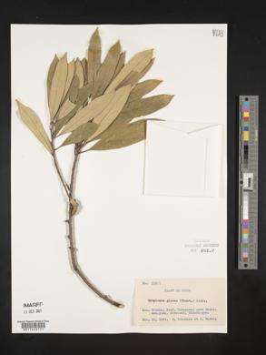 Symplocos glauca image