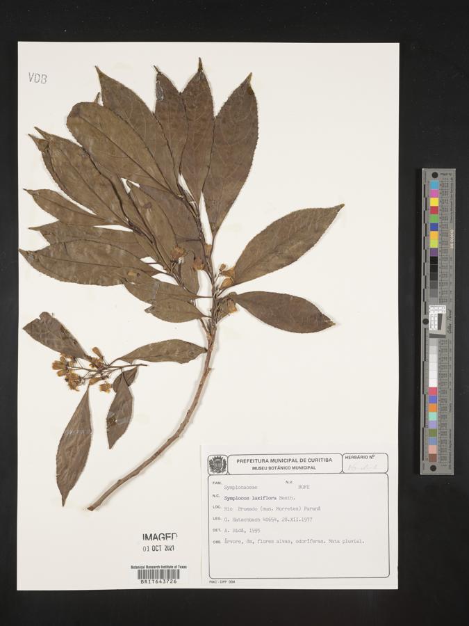 Symplocos laxiflora image