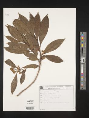 Symplocos laxiflora image