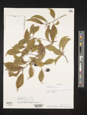 Symplocos limoncillo image