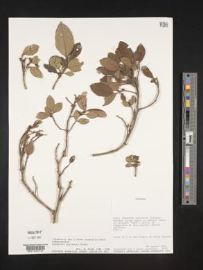 Symplocos quitensis image
