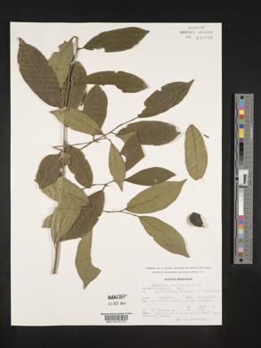 Symplocos coccinea image