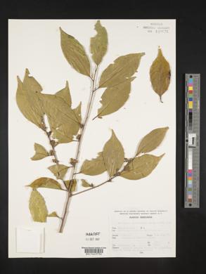 Symplocos limoncillo image