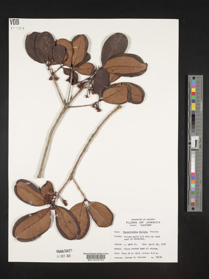 Ternstroemia bullata image