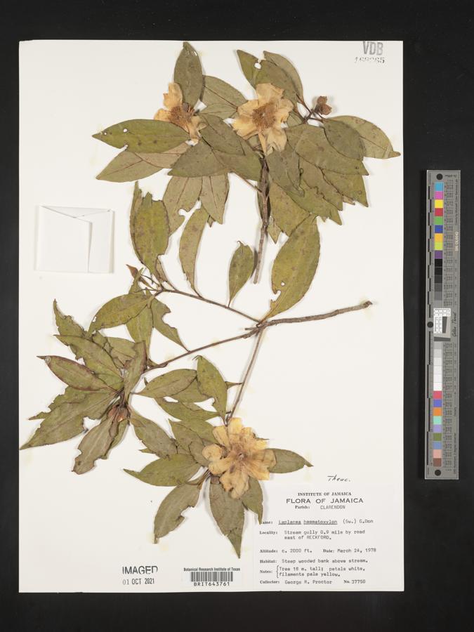 Gordonia haematoxylon image