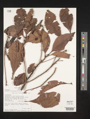 Gordonia brandegeei image