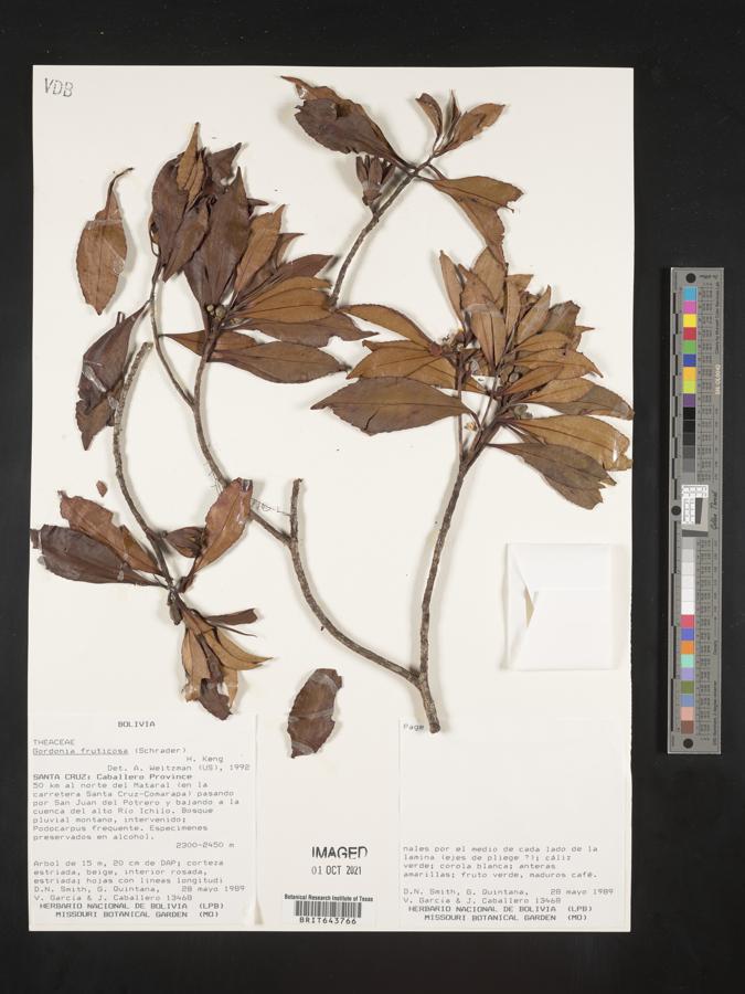 Gordonia fruticosa image