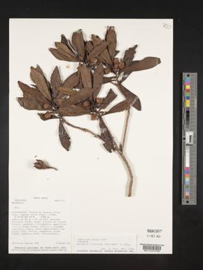 Gordonia fruticosa image