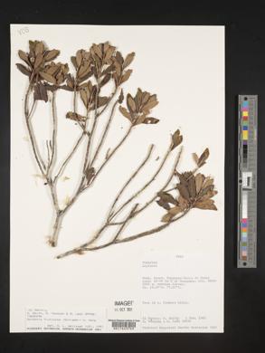 Gordonia fruticosa image