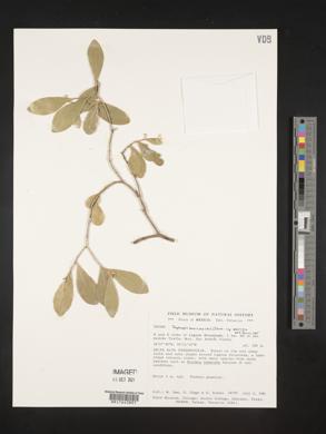 Daphnopsis americana image