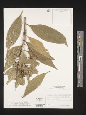 Daphnopsis americana image