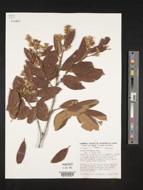 Luehea ochrophylla image