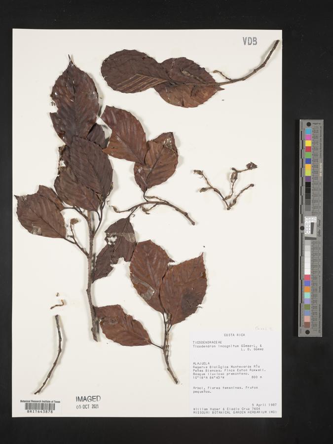 Ticodendraceae image