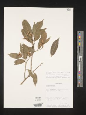 Mortoniodendron guatemalense image