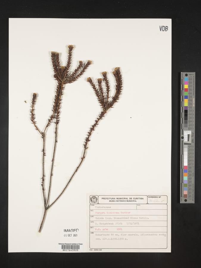 Turnera dichotoma image