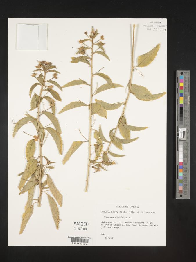Turnera ulmifolia image