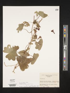 Image of Tropaeolum emarginatum