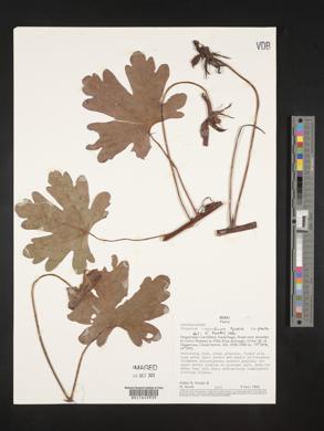 Image of Tropaeolum magnificum