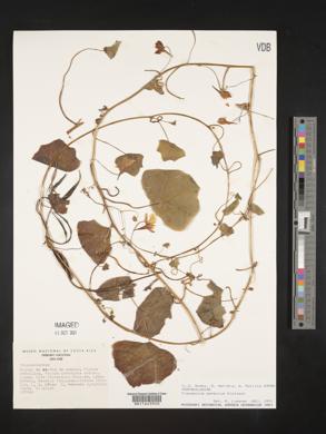 Image of Tropaeolum pendulum