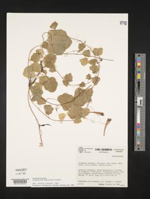 Image of Tropaeolum adpressum