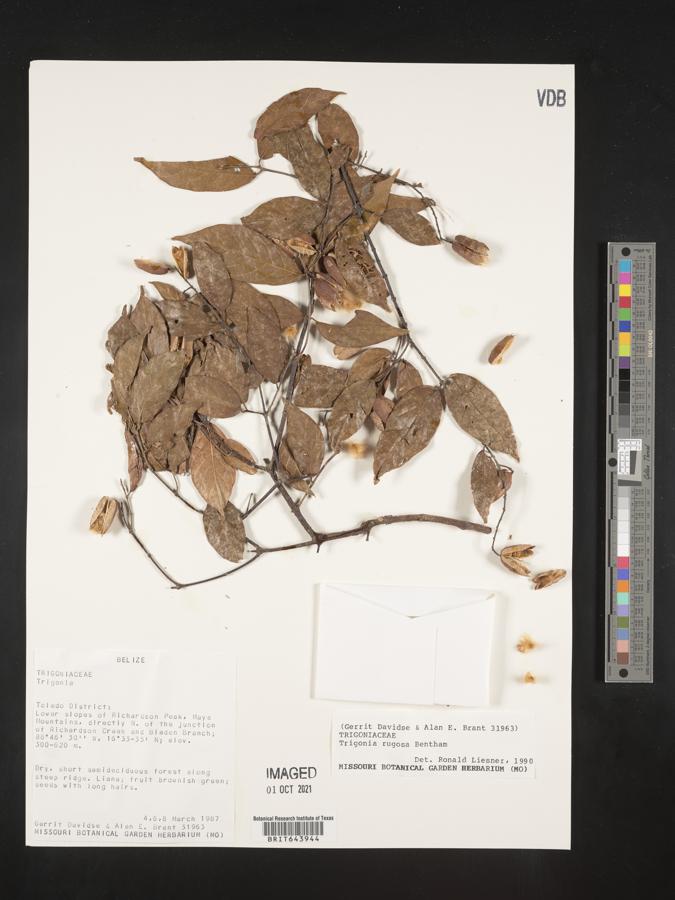 Trigonia rugosa image