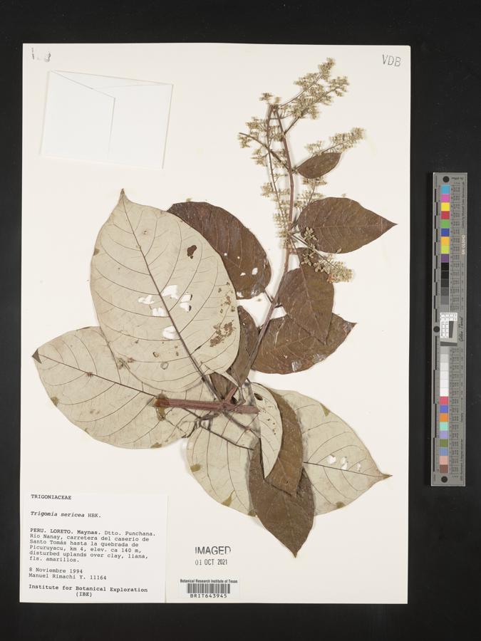 Trigonia sericea image