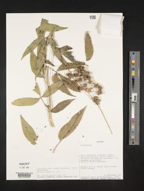 Tovaria pendula image