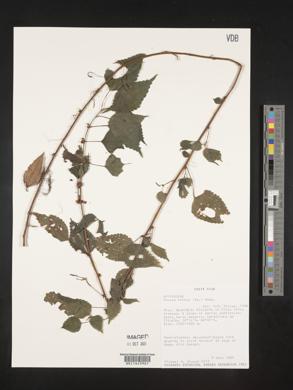 Phenax hirtus image