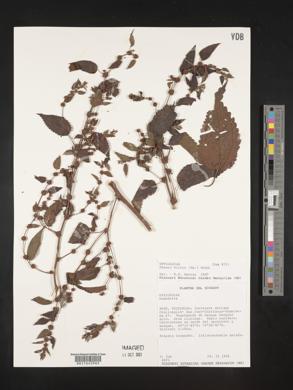 Phenax hirtus image