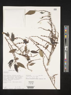 Phenax hirtus image