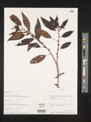 Phenax hirtus image