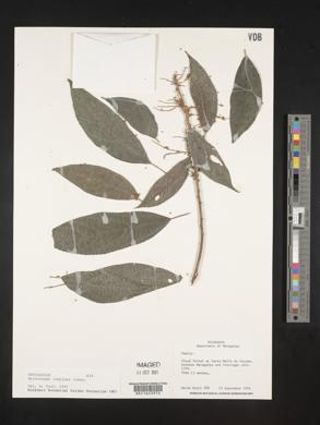 Myriocarpa longipes image