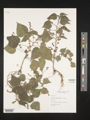 Laportea interrupta image