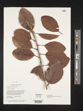 Media resource of Coussapoa microcephala
