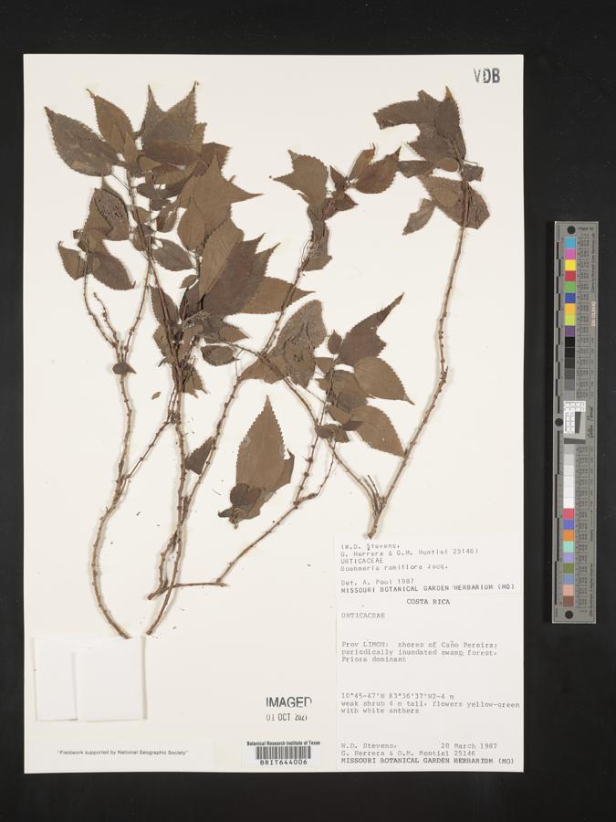 Boehmeria ramiflora image