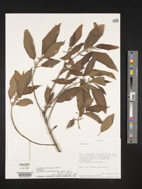 Lozanella enantiophylla image