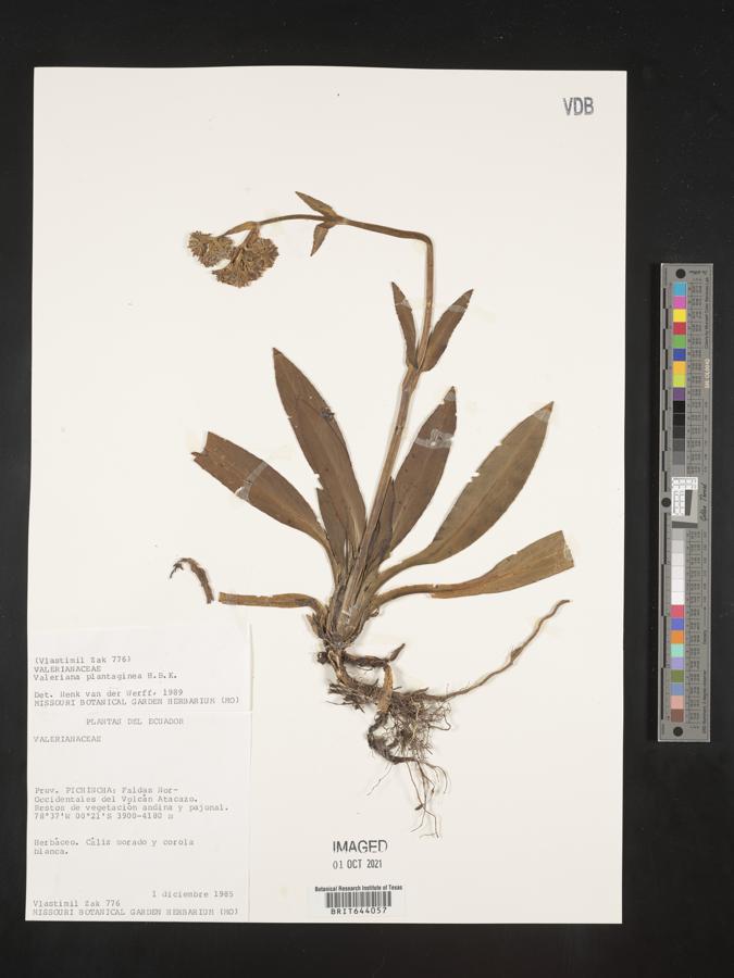 Valeriana pilosa image