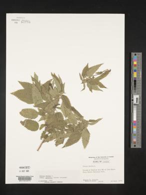 Urtica dioica image