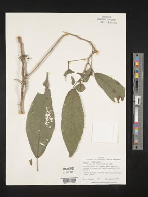 Urera eggersii image