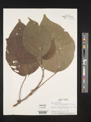 Urera eggersii image