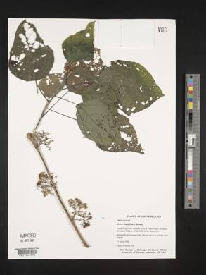 Urera elata image