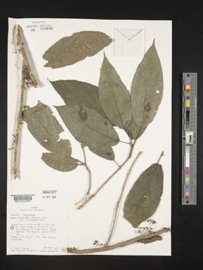 Urera elata image