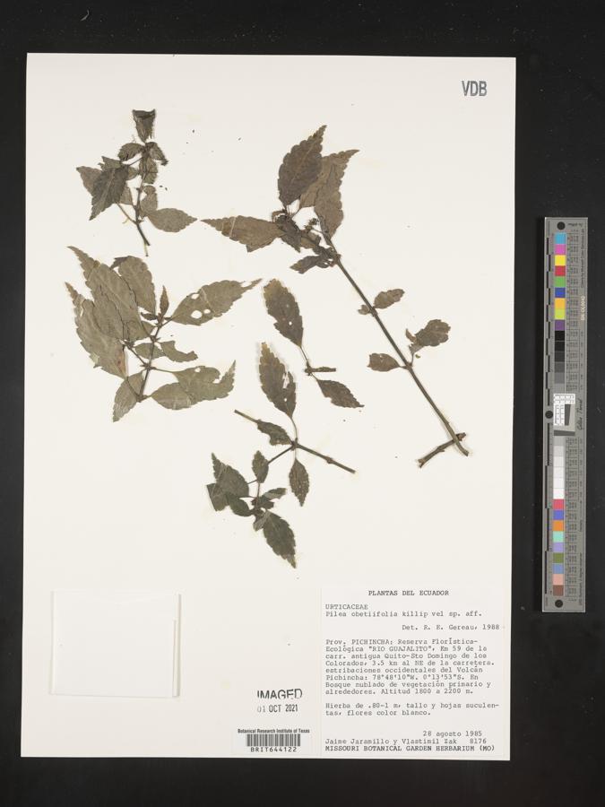 Pilea obetiifolia image