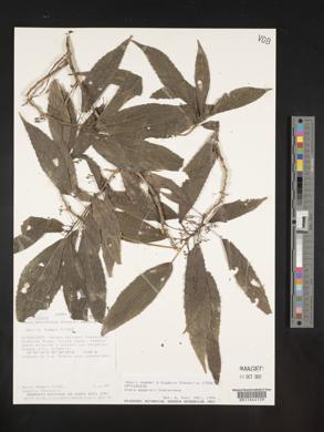 Urera eggersii image