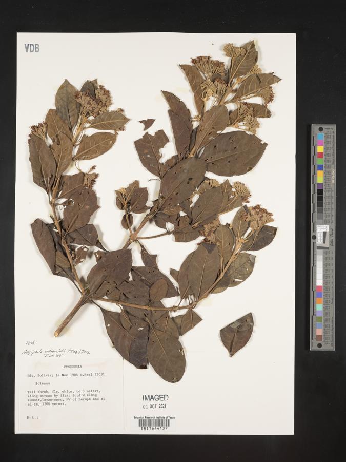 Aegiphila integrifolia image