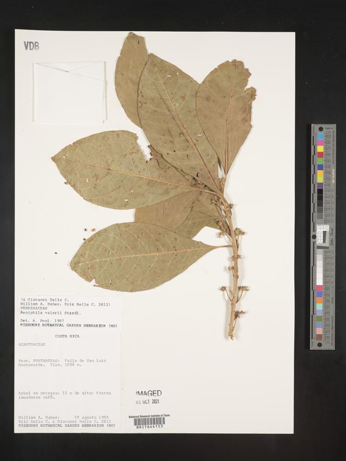 Aegiphila valerii image