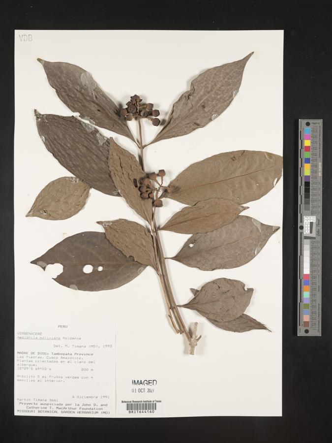Aegiphila boliviana image