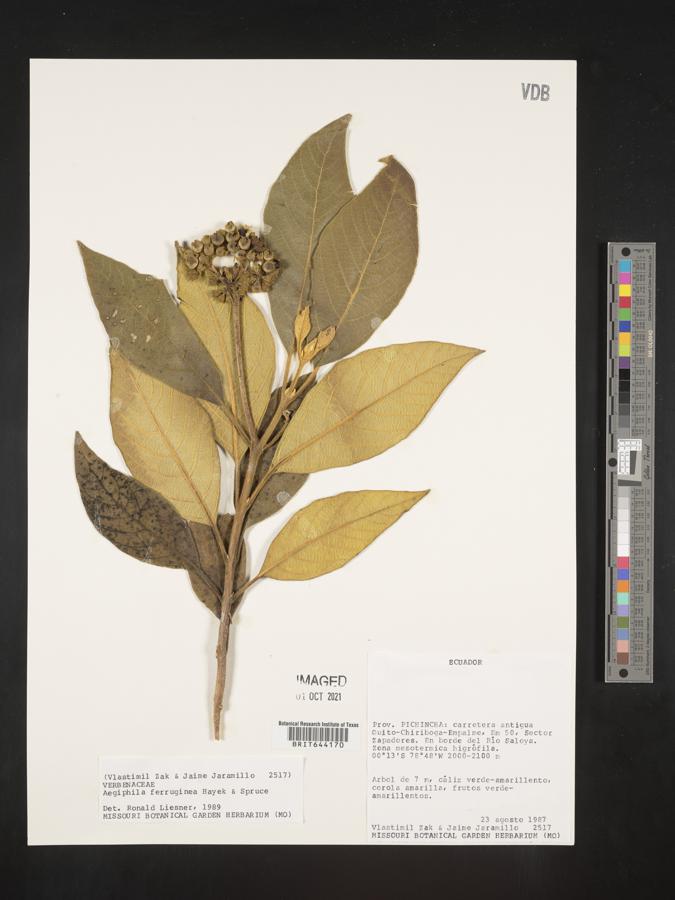 Aegiphila ferruginea image