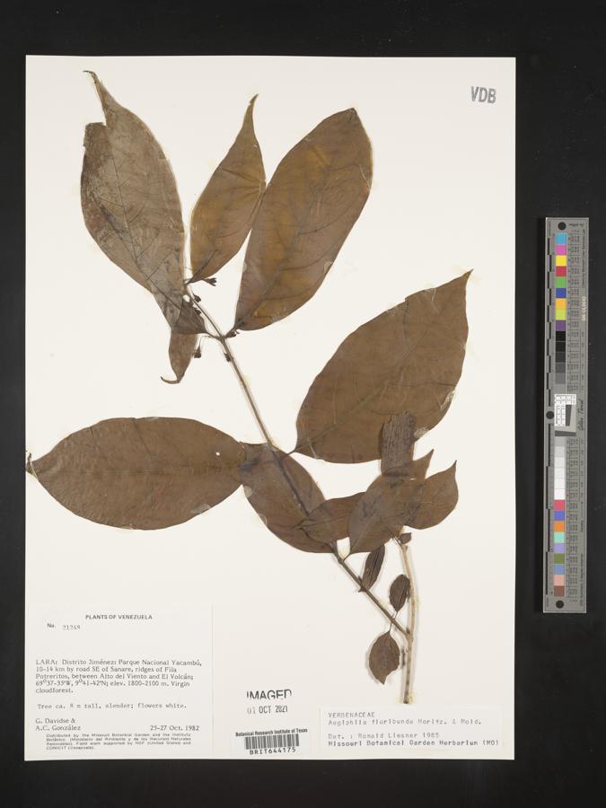 Aegiphila floribunda image